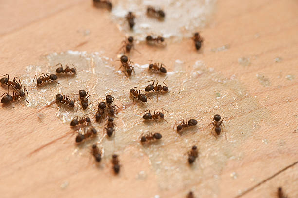  Bonita Springs, FL Pest Control Pros